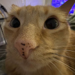tenturo tenturo's Avatar