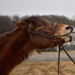 TabbyCatDraws's Avatar